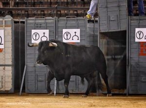 La desencajonada de la Feria de Julio de Valencia: Un espectáculo único